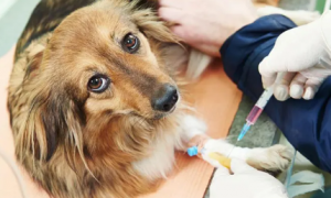 为什么狗狗疫苗两针不一样呢