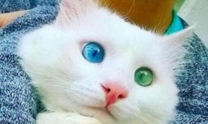 白猫阴阳眼建不建议养
