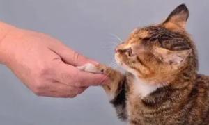 猫咪为什么很害怕手抓