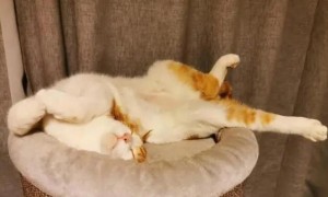猫咪为什么喜欢卧在垫子上