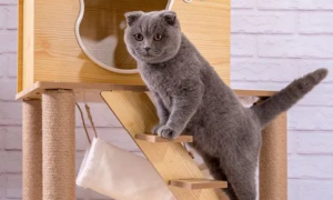 猫猫爬的架子叫什么