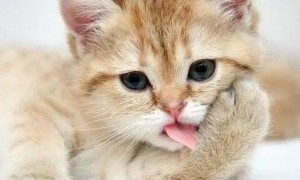 为什么有的猫咪口臭有的不臭
