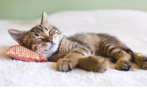 猫咪呼噜为什么会助眠的原因