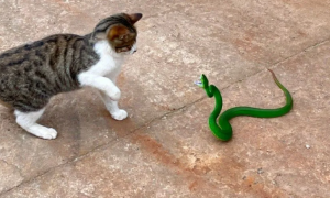 猫怕蛇咬吗