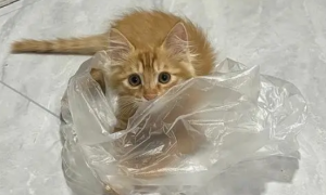 为什么猫咪突然抓袋子了呢