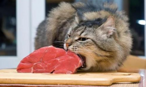 猫咪为什么很多肉都不吃了