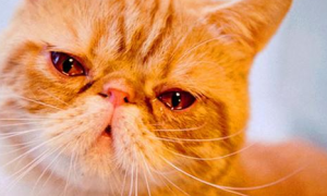 为什么有人为猫咪伤心流泪