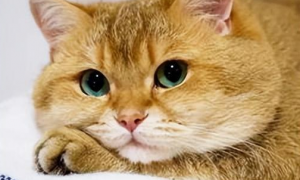 猫咪为什么越养眼睛越小