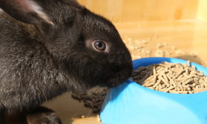四斤兔子吃多少兔粮