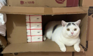 猫咪为什么都喜欢纸箱子