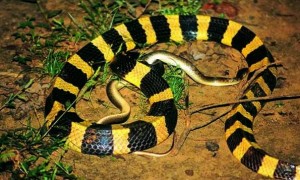 一竖黑一竖黄的蛇