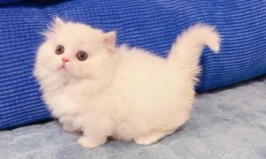 矮脚猫纯白多少钱