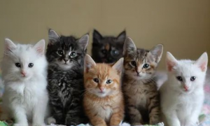 为什么猫生5个小猫不好
