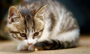 猫咪为什么会憋尿死亡的原因