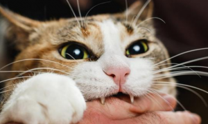猫咪为什么乱咬东西会咬人