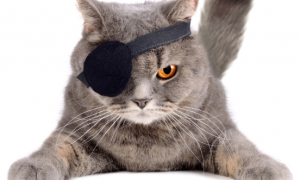 猫咪眼罩为什么不热了呢