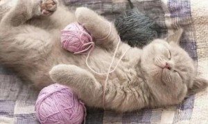 猫咪为什么喜欢要线绳抱