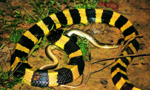 黄环黑身子的蛇是什么蛇