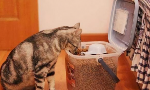 猫咪在家为什么不自己吃饭呢