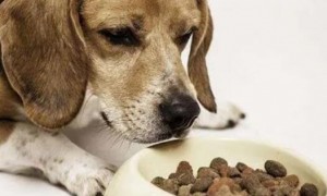 狗粮如何提高蛋白质量呢