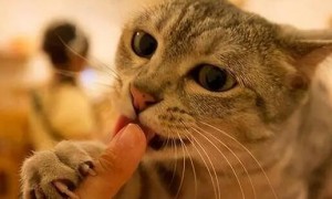 猫咪为什么会攥紧爪子咬人呢