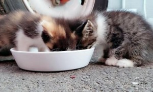 小奶猫能吃什么人类食物呢