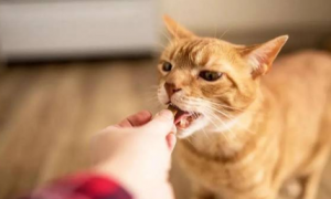 为什么猫咪不吃人的东西呢