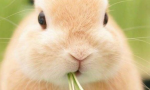 兔吃什么草最好