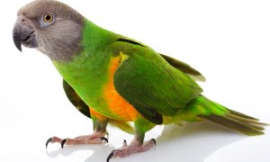 塞内加尔鹦鹉是几级保护动物