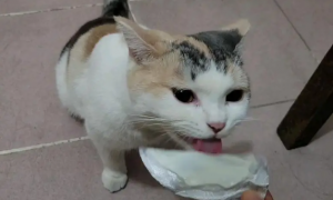 猫咪为什么爱舔酸奶盖呢