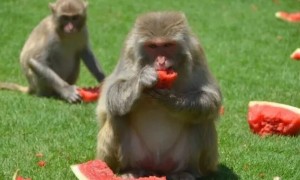 猴子吃什么食物