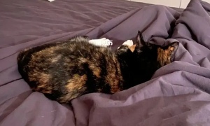 猫咪为什么霸占床中间的地方