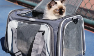 猫包建议买背包还是手提包