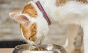 宠物猫喂食标准