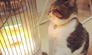 猫咪为什么喜欢在炉子旁