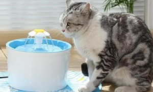怀孕的猫咪爱喝水怎么回事