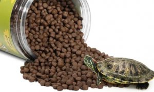 小草龟为什么不吃龟粮