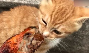 猫咪为什么吃烤鸭骨头呢怎么回事