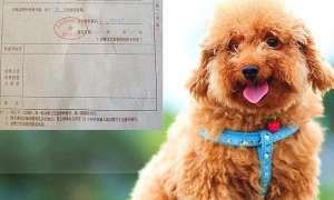北京宠物托运检疫证明怎么办理