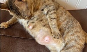 猫咪怀孕为什么乳头肿大