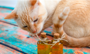 猫喝蜂蜜水的4大禁忌