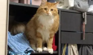 猫咪为什么老爱开衣柜呢