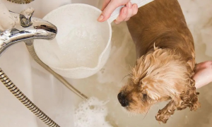 狗狗可以拿什么洗澡