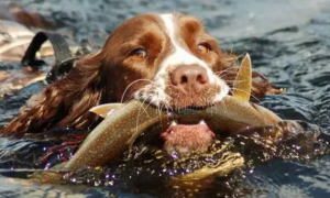 狗狗可以吃深海鱼吗