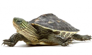 中华花龟是国家几级保护动物