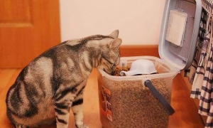 猫咪一直不爱吃饭怎么办