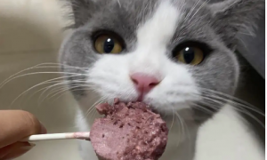 为什么猫咪要吃甜食品
