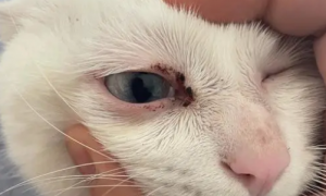 猫咪眼角为什么会肿起来