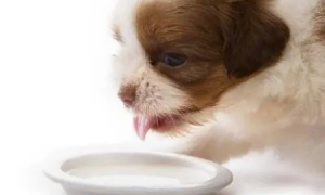狗狗为什么喜欢喝奶粉