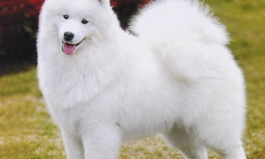 白色大型犬有哪些品种图片